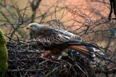Cynfynkiteatnest1