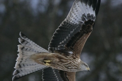 Kite Gigrin 200802062