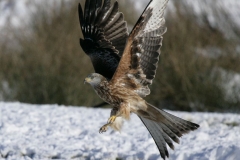 Kite Gigrin 2008066