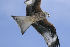 Kite Gigrin 200902063