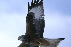 Kite Gigrin 200902064