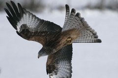 KiteGigrin200902061