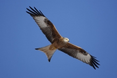 Kiteflight1