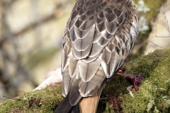Kiteperched1