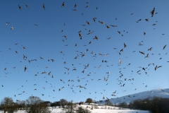 Loads of kites at gigrin