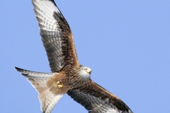 RED KITE GIGRIN 11