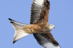 REDKITEGIGRIN12