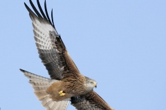 Red Kite Gigrin10