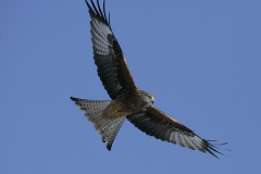 RedKiteGigrin201001071