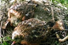chicks 1