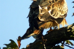 kite 3