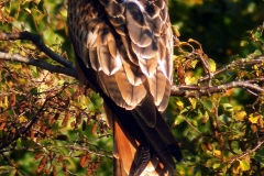 kite 4