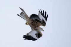 kitejuvdive1