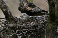 kitepairatnest