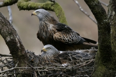 kitepairatnest2