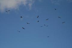 lots of kites1